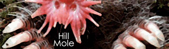 Hill Mole: Life is But a Dream